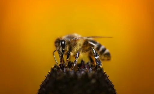 Всё о пчёлах