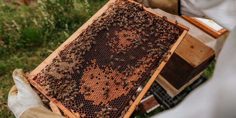 I want to start beekeeping, where should I look for resources?