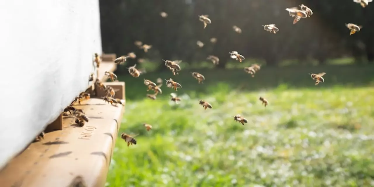 How to keep a beehive warm?