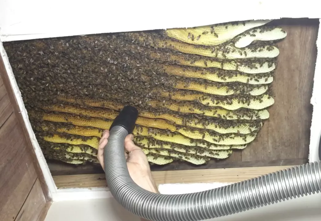 How large can a beehive get?