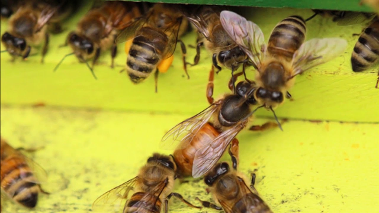 How do killer bees reproduce?