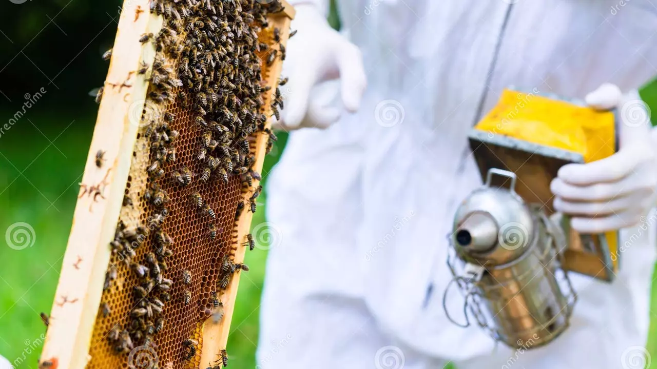 How do you get rid of a bee hive?