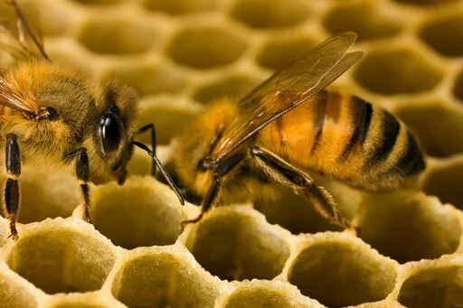 Фотографии пчёл. Высокое качество