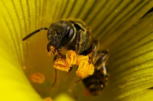 Фотографии пчёл. Высокое качество