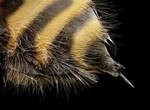 Фотография жала пчелы