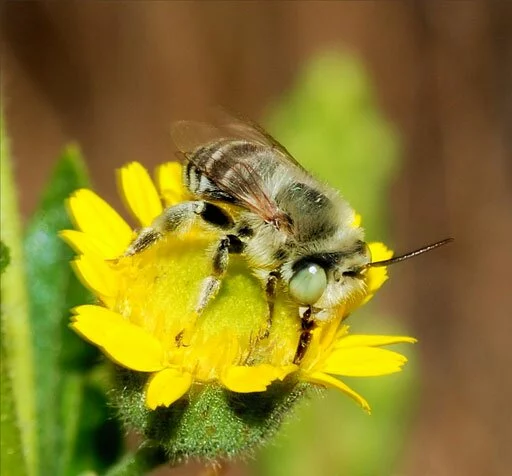 Пчёлки, пчёлы, осы - картинки, фото, фотографии