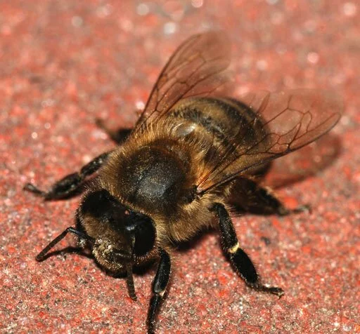 Пчёлки, пчёлы, осы - картинки, фото, фотографии