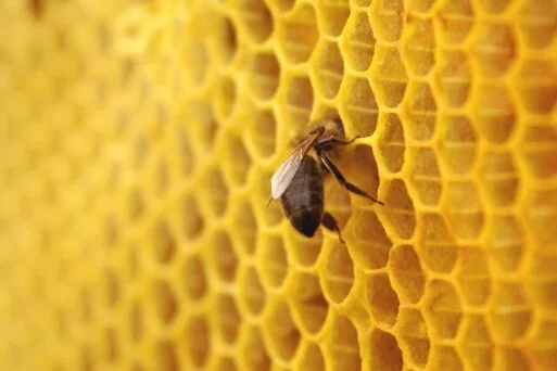 Немного информации о семействе Пчёлы (Apidae)