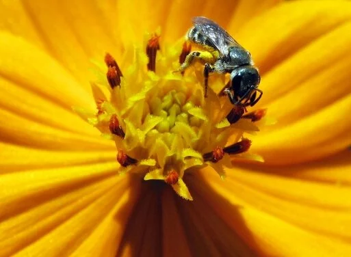 Немного информации о семействе Пчёлы (Apidae)
