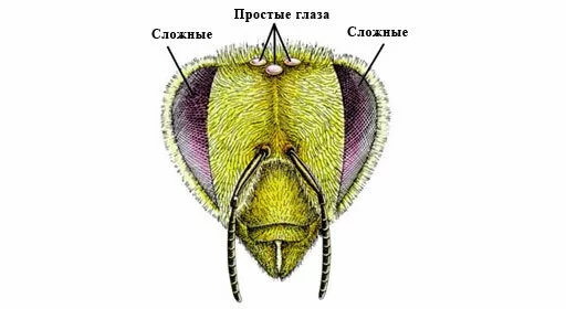 Строение пчелы: глаза пчелы