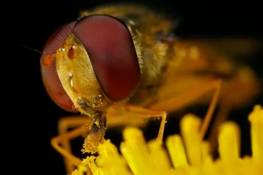 Строение пчелы: ротовой аппарат
