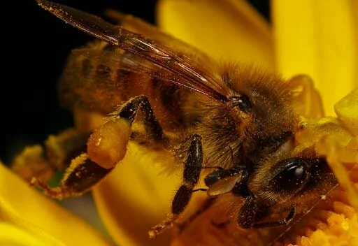 Строение пчелы: ножки пчёл