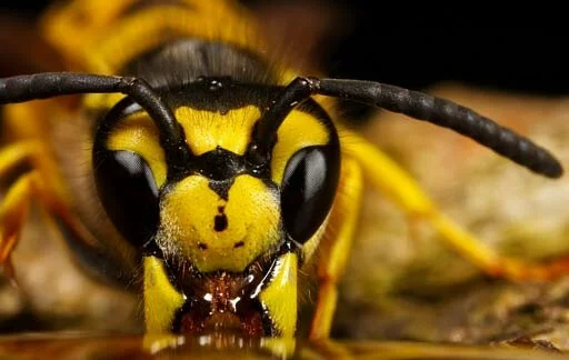 Строение пчелы: усики пчёл